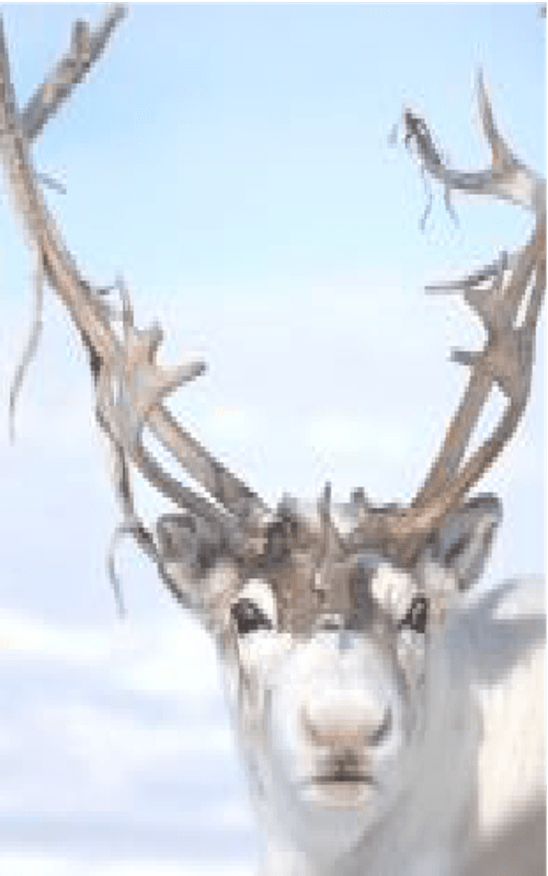 Rangifer Lips